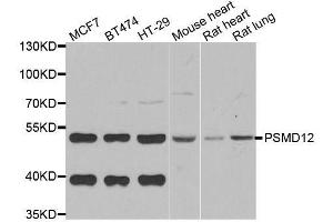 Western blot analysis of extracts of various cell lines, using PSMD12 antibody. (PSMD12 抗体  (AA 197-456))