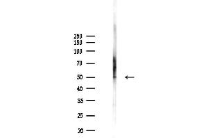 anti-7-Dehydrocholesterol Reductase (DHCR7) (N-Term) antibody