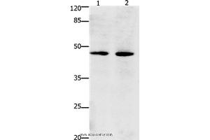 Western blot analysis of Hepg2 and Hela cell, using Dap3 Polyclonal Antibody at dilution of 1:900 (DAP3 抗体)
