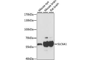 Western blot analysis of extracts of various cell lines, using SLC6 antibody (5099) at 1:1000 dilution. (SLC6A1 抗体)