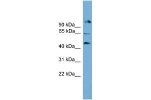 WB Suggested Anti-Nr5a2 Antibody Titration:  0. (NR5A2 + LRH1 抗体  (Middle Region))