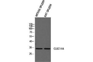 Western Blot (WB) analysis of Mouse Spleen Rat SPLEEN using CLEC11A antibody. (CLEC11A 抗体)