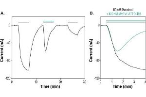 MmTx1 Toxin-ATTO Fluor-488 modulates GABA(A) receptors expressed in Xenopus oocytes. (MmTx1 Toxin peptide (Atto 488))