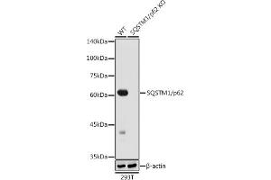 Western blot analysis of extracts from wild type (WT) and SQSTM1/p62 knockout (KO) 293T cells, using SQSTM1/p62 antibody (ABIN7270205) at 1:1000 dilution. (SQSTM1 抗体)
