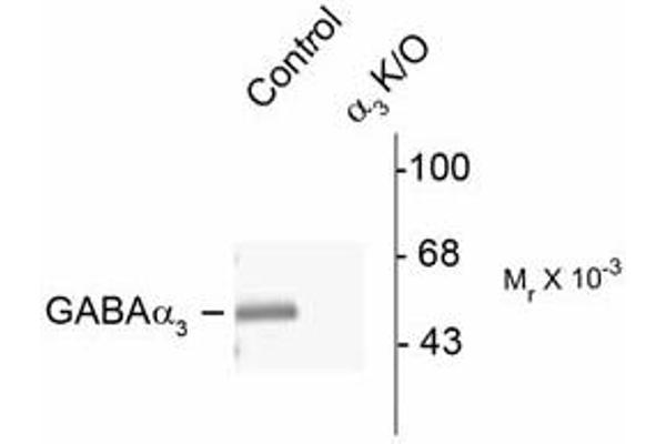 GABRA3 抗体  (N-Term)