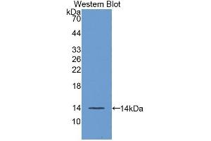 Western Blotting (WB) image for anti-Fibroblast Growth Factor 23 (FGF23) (AA 24-126) antibody (ABIN1858870) (FGF23 抗体  (AA 24-126))