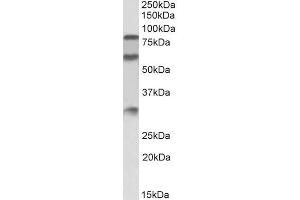 ABIN5539647 (0. (KNG1 抗体  (Internal Region))