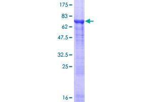TUBA8 Protein (AA 1-449) (GST tag)