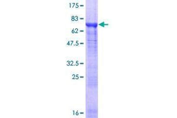 TUBA8 Protein (AA 1-449) (GST tag)