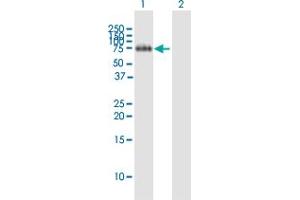 Western Blot analysis of FLRT2 expression in transfected 293T cell line by FLRT2 MaxPab polyclonal antibody. (FLRT2 抗体  (AA 1-660))
