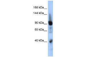 Western Blotting (WB) image for anti-Zinc Finger Protein 507 (ZNF507) antibody (ABIN2458183) (ZNF507 抗体)