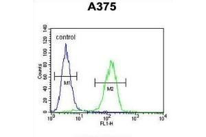 Flow Cytometry (FACS) image for anti-Actin-Related Protein 2 (ACTR2) antibody (ABIN3002671) (ACTR2 抗体)
