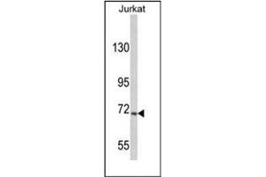 Image no. 1 for anti-Ubiquitin Specific Peptidase 19 (USP19) (AA 1290-1319), (C-Term) antibody (ABIN357553) (USP19 抗体  (C-Term))