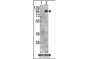 Western blot analysis of PIP5K1C using PIP5K1G Antibody. (PIP5K1C 抗体  (C-Term))