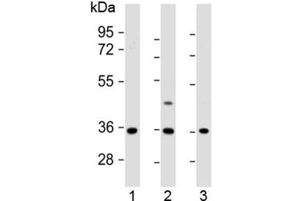 Olfactory Receptor, Family 2, Subfamily AE, Member 1 (OR2AE1) (AA 278-312) 抗体