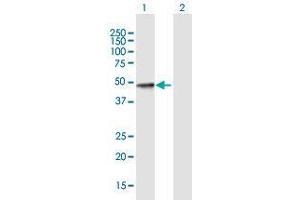 Western Blot analysis of SULT2B1 expression in transfected 293T cell line by SULT2B1 MaxPab polyclonal antibody. (SULT2B1 抗体  (AA 1-365))