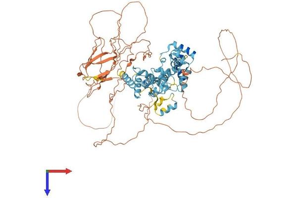 DMP1 Protein (AA 1-760) (His tag)