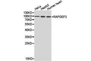 Western Blotting (WB) image for anti-Rap Guanine Nucleotide Exchange Factor (GEF) 3 (RAPGEF3) antibody (ABIN1874552)