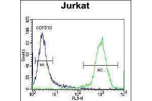 HJURP Antibody (C-term) (ABIN657329 and ABIN2846399) flow cytometric analysis of Jurkat cells (right histogram) compared to a negative control cell (left histogram). (HJURP 抗体  (C-Term))