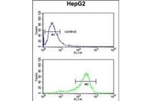 ACY3 Antibody (Center) (ABIN652661 and ABIN2842443) flow cytometric analysis of HepG2 cells (bottom histogram) compared to a negative control cell (top histogram). (Aminoacylase 3 抗体  (AA 66-95))