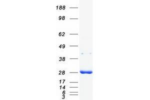 Western Blotting (WB) image for 14-3-3 alpha + beta (YWHAB) (Transcript Variant 2) protein (Myc-DYKDDDDK Tag) (ABIN2714211)