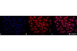 Immunofluorescence (fixed cells) (IF/ICC) image for anti-Heat Shock Protein 90kDa beta (Grp94), Member 1 (HSP90B1) (C-Term) antibody (Atto 594) (ABIN2481960)