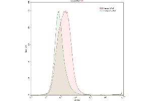 Detection of XPO1 in K562 human chronic myelogenous leukemia cell line using Polyclonal Antibody to Exportin 1 (XPO1) (XPO1 抗体  (AA 917-1071))