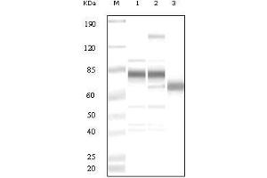 Western Blot showing KSHV ORF8 antibody used against uninduced BCBL1 cell lysate (1), TPA induced BCBL1 cell lysate (2) and purified virion (3). (KSHV ORF8 抗体)