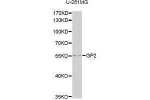 Western blot analysis of extracts of U-251MG cells, using GP2 antibody (ABIN2562888) at 1:1000 dilution.