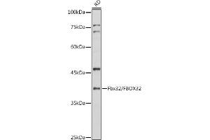 Western blot analysis of extracts of RD cells, using Fbx32/FBOX32 antibody (ABIN6134167, ABIN6140522 and ABIN7101804) at 1:1000 dilution. (FBXO32 抗体)