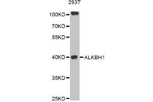 Western blot analysis of extracts of 293T cells, using ALKBH1 antibody (ABIN6292788) at 1:1000 dilution. (ALKBH1 抗体)