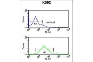 DEN1A Antibody (C-term) (ABIN653873 and ABIN2843124) flow cytometric analysis of K562 cells (bottom histogram) compared to a negative control cell (top histogram). (DENND1A 抗体  (C-Term))