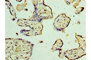 Immunohistochemistry of paraffin-embedded human placenta tissue using ABIN7172887 at dilution of 1:100 (TRPV4 抗体  (AA 1-230))