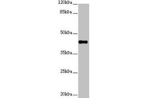 Western blot All lanes: SH3GL1 antibody at 2. (SH3GL1 抗体  (AA 219-368))
