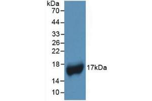 Western Blot; Sample: Recombinant APOA1, Human. (APOA1 抗体  (AA 122-267))