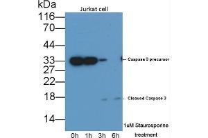 Detection of CASP3 in lysates of Jurkat cell line using Monoclonal Antibody to Caspase 3 (CASP3) (Caspase 3 抗体  (AA 29-175))