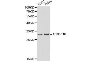 Western blot analysis of K562 cell and A549 cell lysate using C19orf10 antibody. (C19orf10 抗体  (AA 1-173))