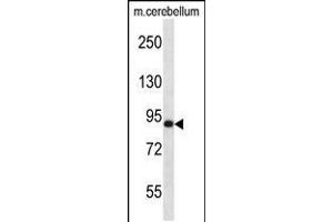 Western blot analysis in mouse cerebellum tissue lysates (35ug/lane). (MARK3 抗体  (C-Term))