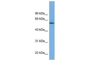 NLK antibody used at 0. (Nemo-Like Kinase 抗体  (Middle Region))