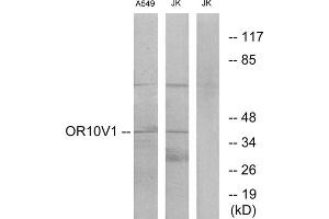 Western blot analysis of extracts from A549 cells and Jurkat cells, using OR10V1 antibody. (OR10V1 抗体  (Internal Region))