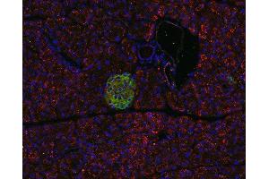 Indirect immunostaining of PFA fixed, paraffin embedded pancreas section with anti-pantophysin (dilution 1 : 500; red) and guinea pig anti-VAMP 1/2/3 (ABIN1742192, dilution 1 : 500; green). (SYPL1 抗体  (AA 242-261))