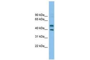 Image no. 1 for anti-Zinc Finger Protein 784 (ZNF784) (AA 215-264) antibody (ABIN6744901) (ZNF784 抗体  (AA 215-264))