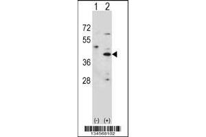 Western blot analysis of HSD3B1 using rabbit polyclonal HSD3B1 Antibody using 293 cell lysates (2 ug/lane) either nontransfected (Lane 1) or transiently transfected (Lane 2) with the HSD3B1 gene. (HSD3B1 抗体  (N-Term))