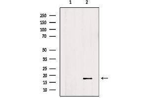 Western blot analysis of extracts from Hela, using ID2 Antibody. (Id2 抗体  (C-Term))