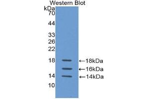 Western Blotting (WB) image for anti-Interleukin 15 (IL15) (AA 50-162) antibody (ABIN1172117)