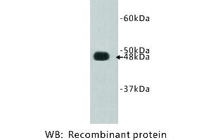 Image no. 1 for anti-FAT Tumor Suppressor Homolog 4 (FAT4) antibody (ABIN1112888) (FAT4 抗体)