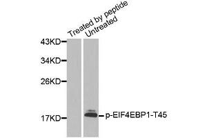 Western blot analysis of extracts from HeLa cells using Phospho-EIF4EBP1-T45 antibody (ABIN2987638). (eIF4EBP1 抗体  (pThr45))
