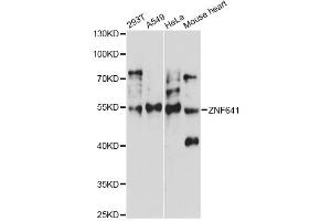Western blot analysis of extracts of various cell lines, using ZNF641 antibody (ABIN6292446) at 1:1000 dilution. (ZNF641 抗体)