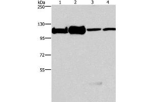 Western Blot analysis of 293T, K562, NIH/3T3 and hela cell using MCM6 Polyclonal Antibody at dilution of 1:500 (MCM6 抗体)