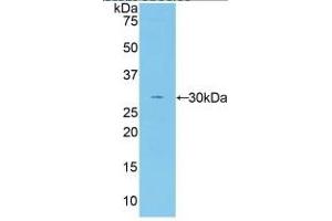 Rabbit Capture antibody from the kit in WB with Positive Control: Sample Human serum. (Coagulation Factor V ELISA 试剂盒)